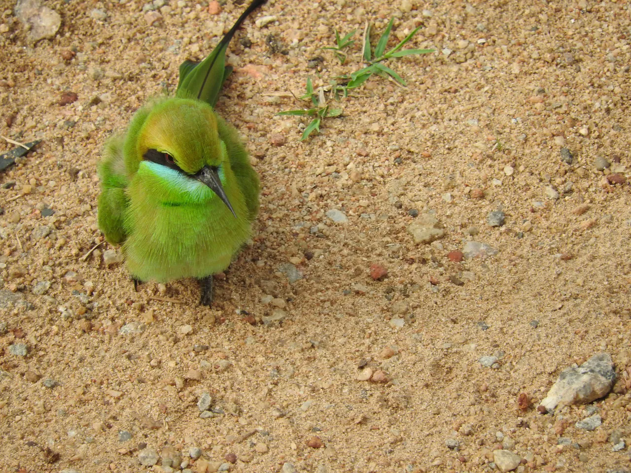 Small green bee eater.JPG
