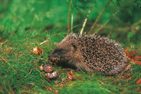 44_hedgehogs_body07-600x400.jpg