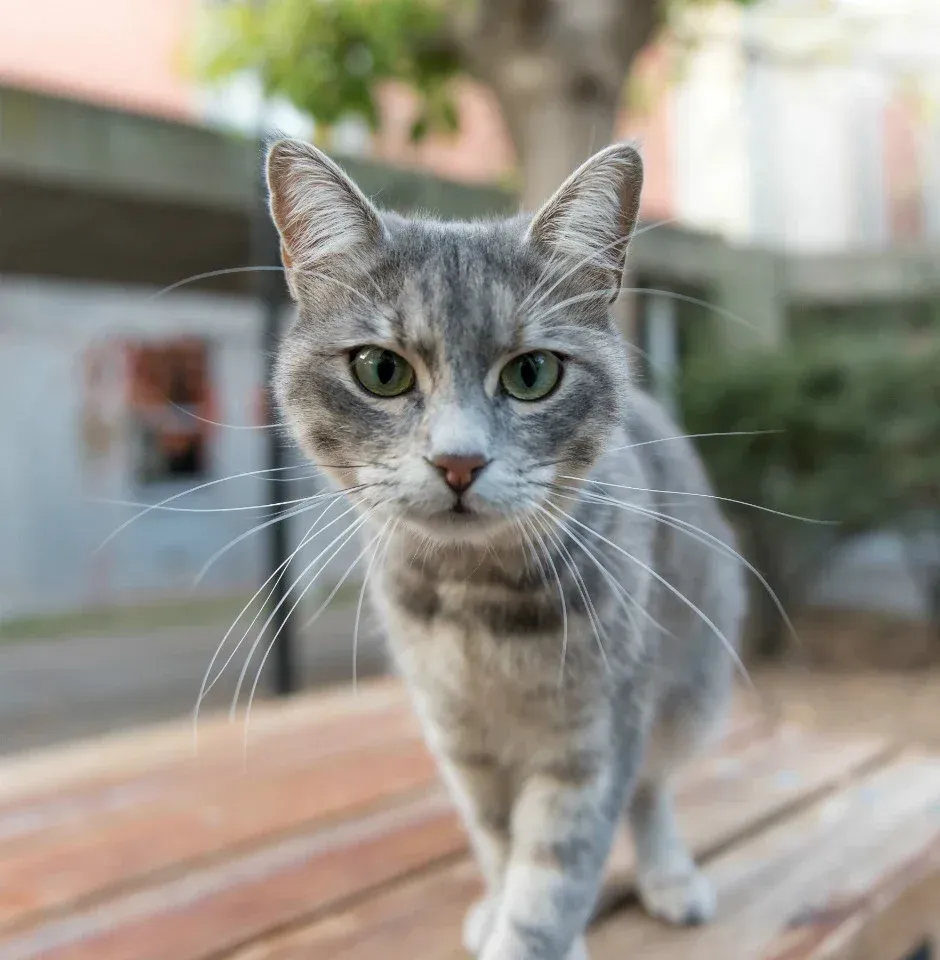 clloduqty00jd8aszhsjy60qw_el-gato-necesita-tener-acceso-al-exterior.webp