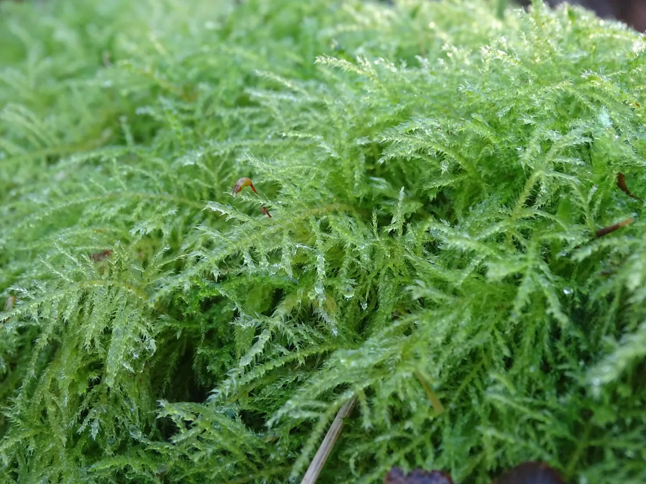 A long thick moss with a single seed head sticking up amidst the leaves
