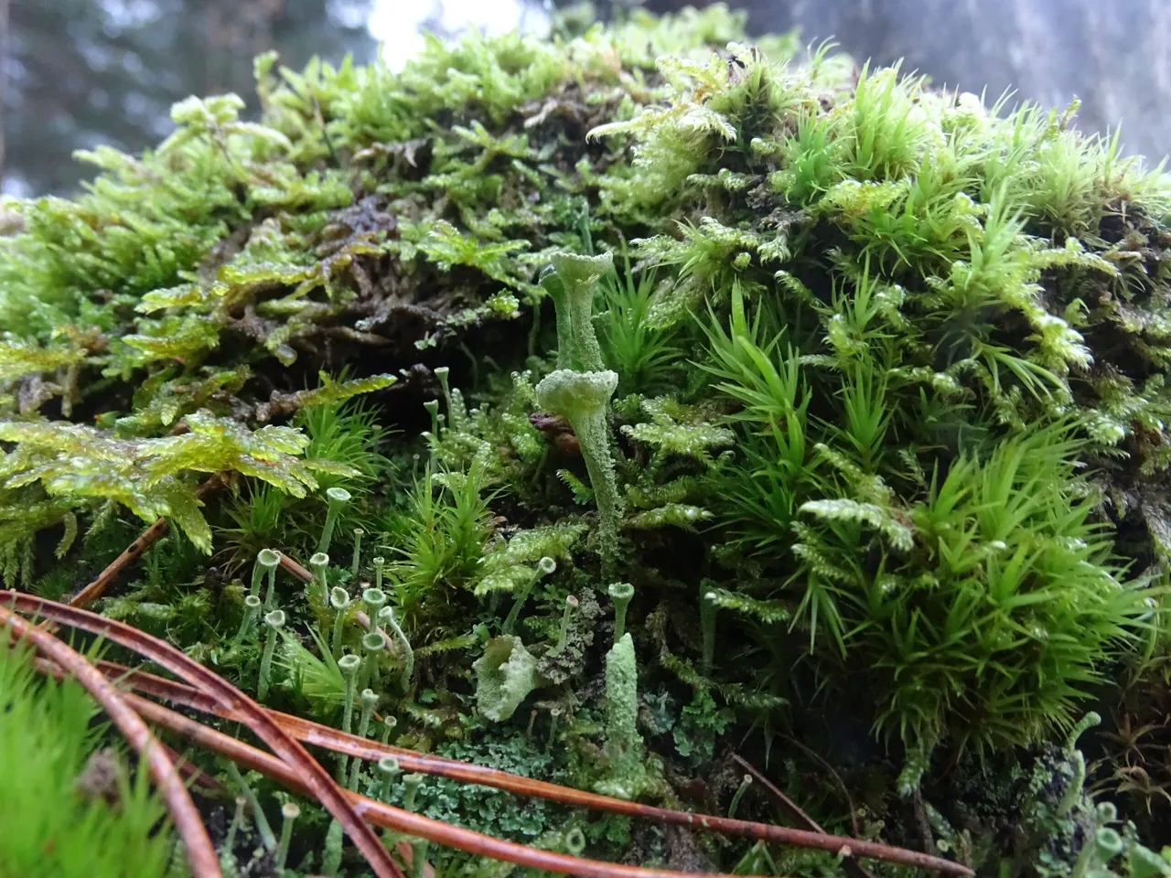 mix of lichen and moss on the side of a stump