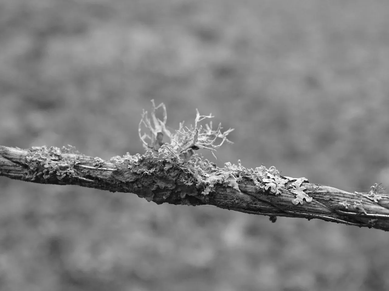mixed lichen growing on horse fencing "rope"