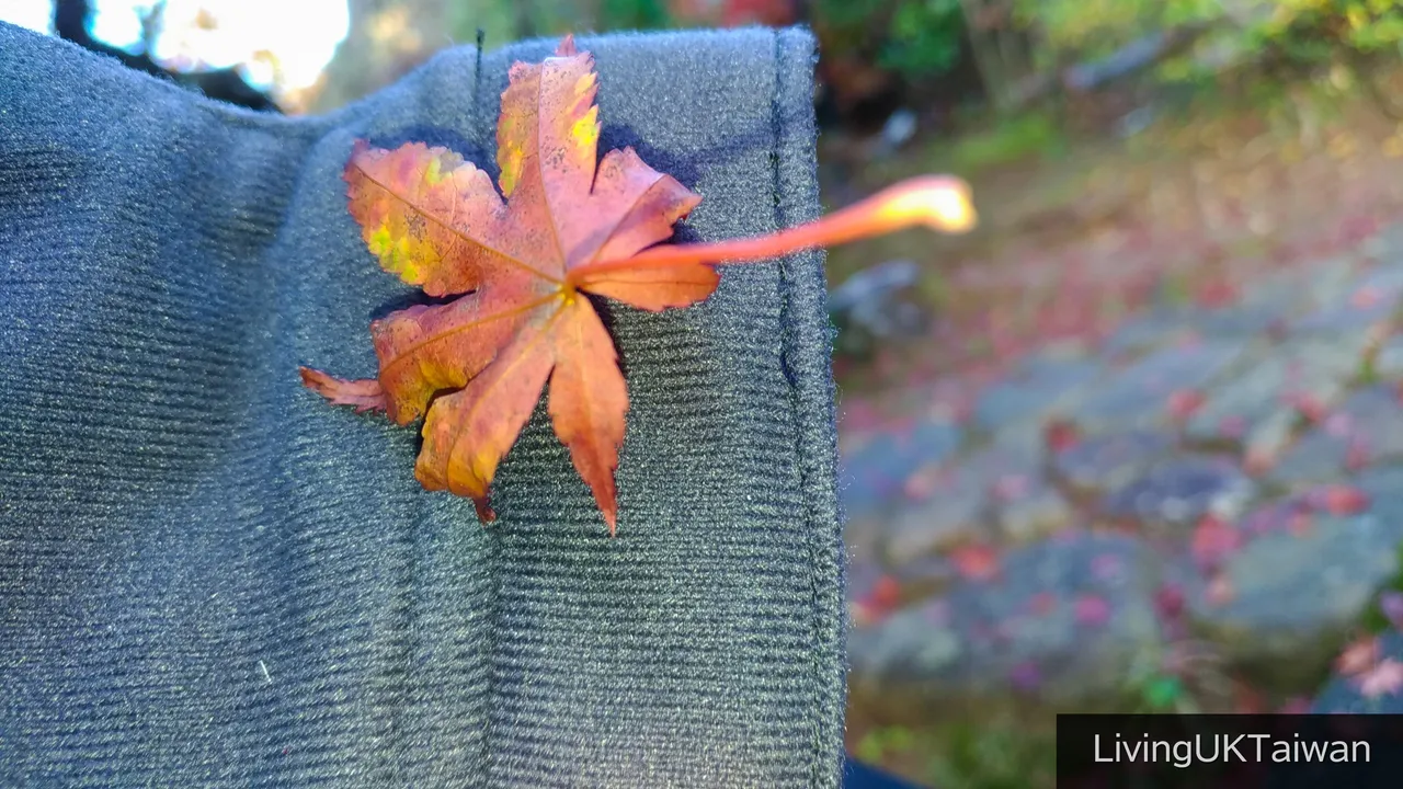 Maple leaves in autumn in Japan