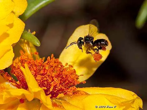 http://www.aussiebee.com.au/Images/stingless-bee-petero-3514.jpg