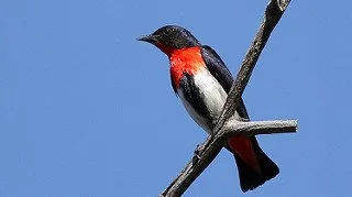 Mistletoe Bird