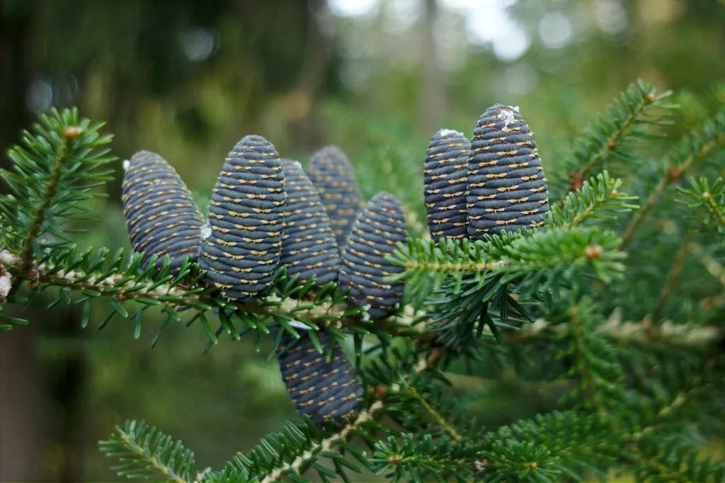 Korean fir