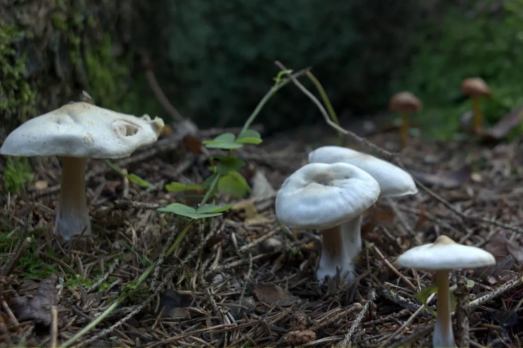 Mushroom family