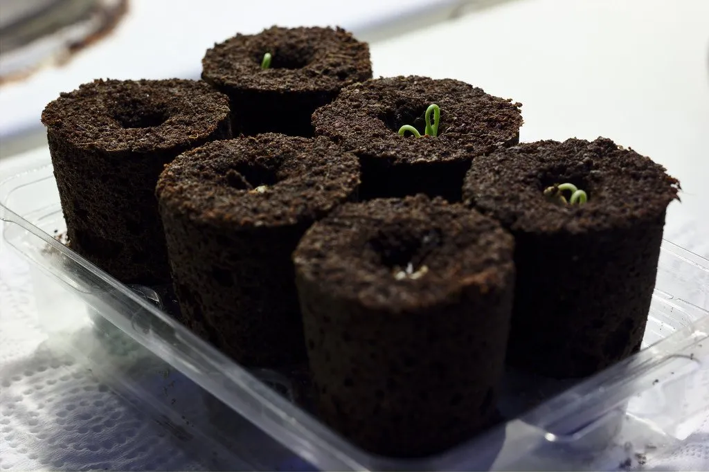 New chilies