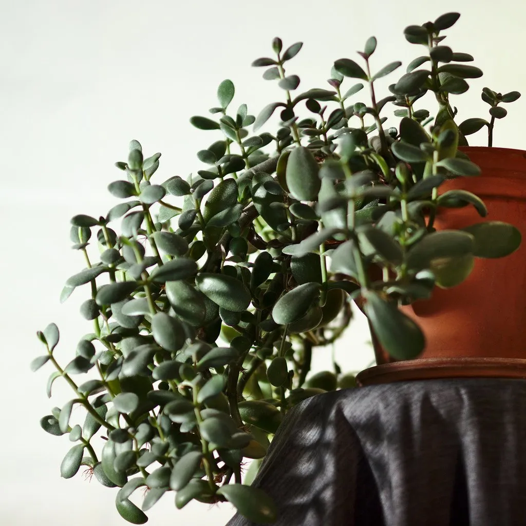 Crassula