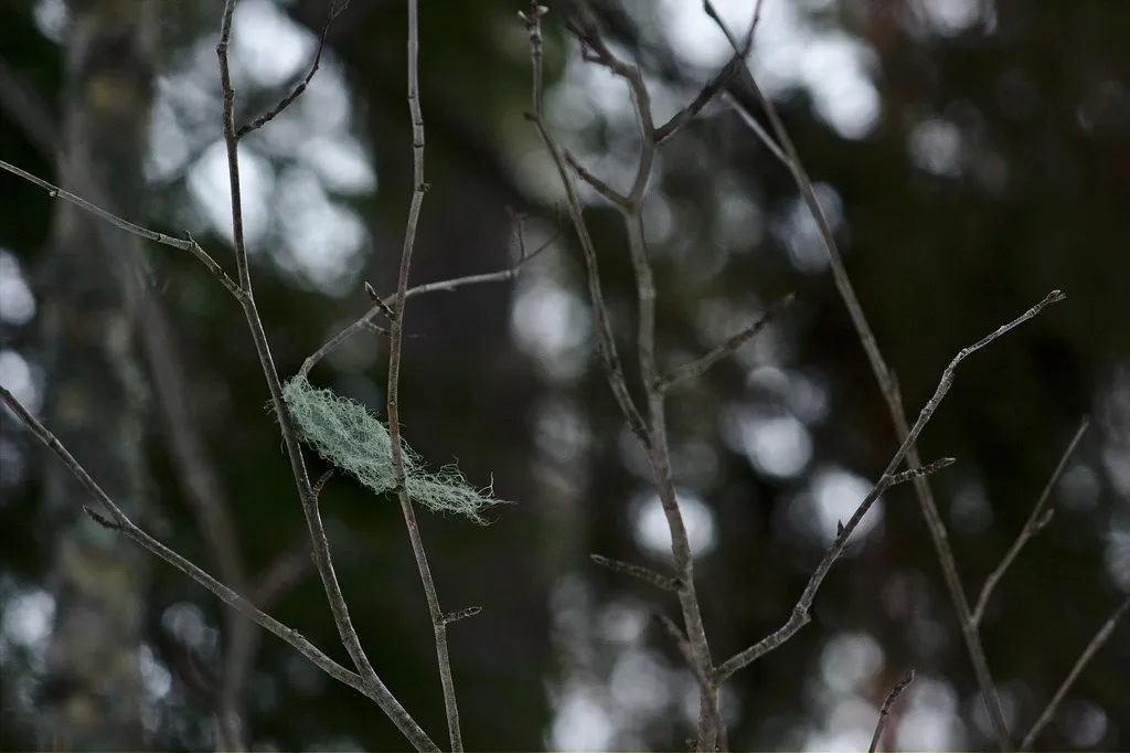 Old man's beard
