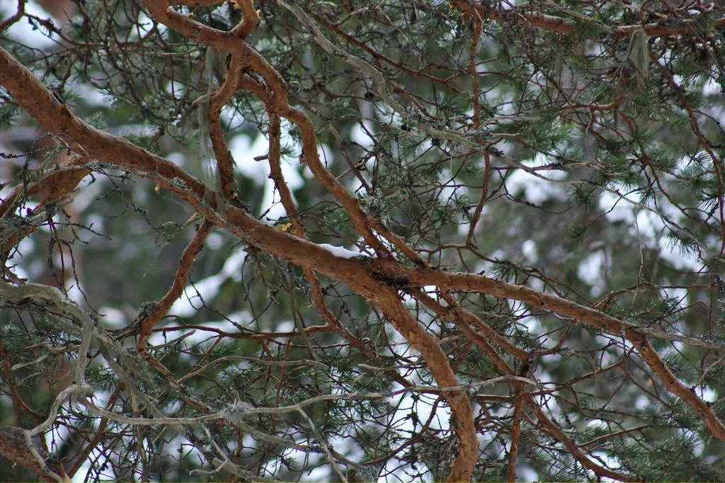 branch