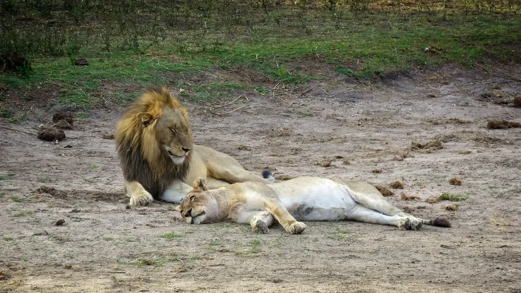 Sun Bathing Lions