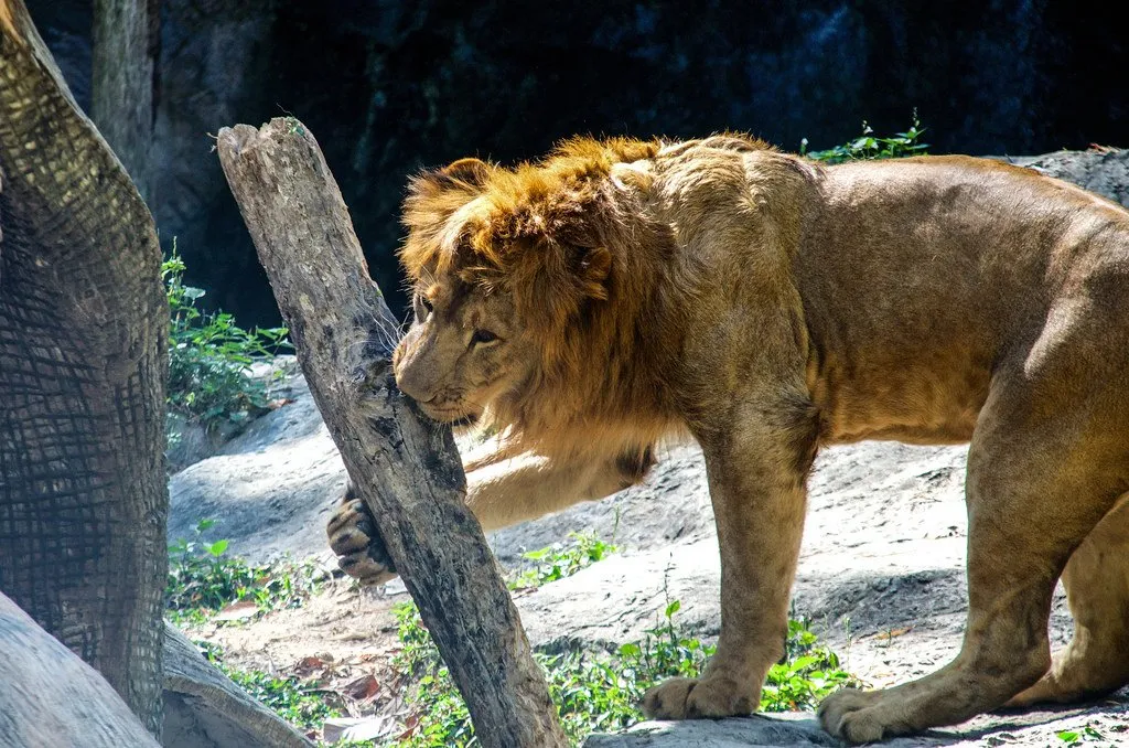 Lion