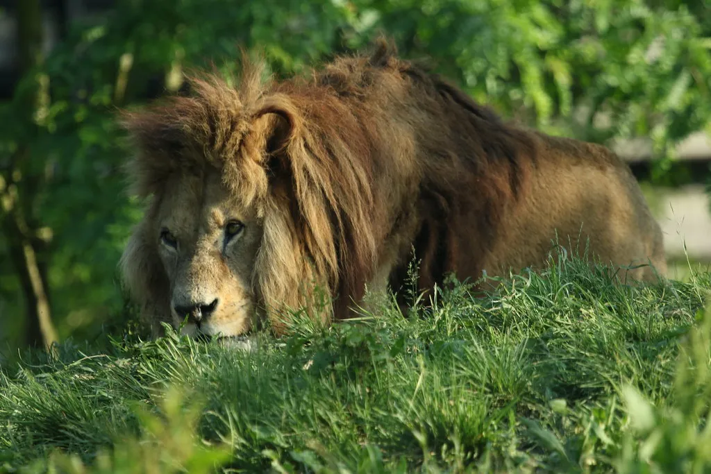 Parc zoologique de Paris 09.06.2016 0J5A7583