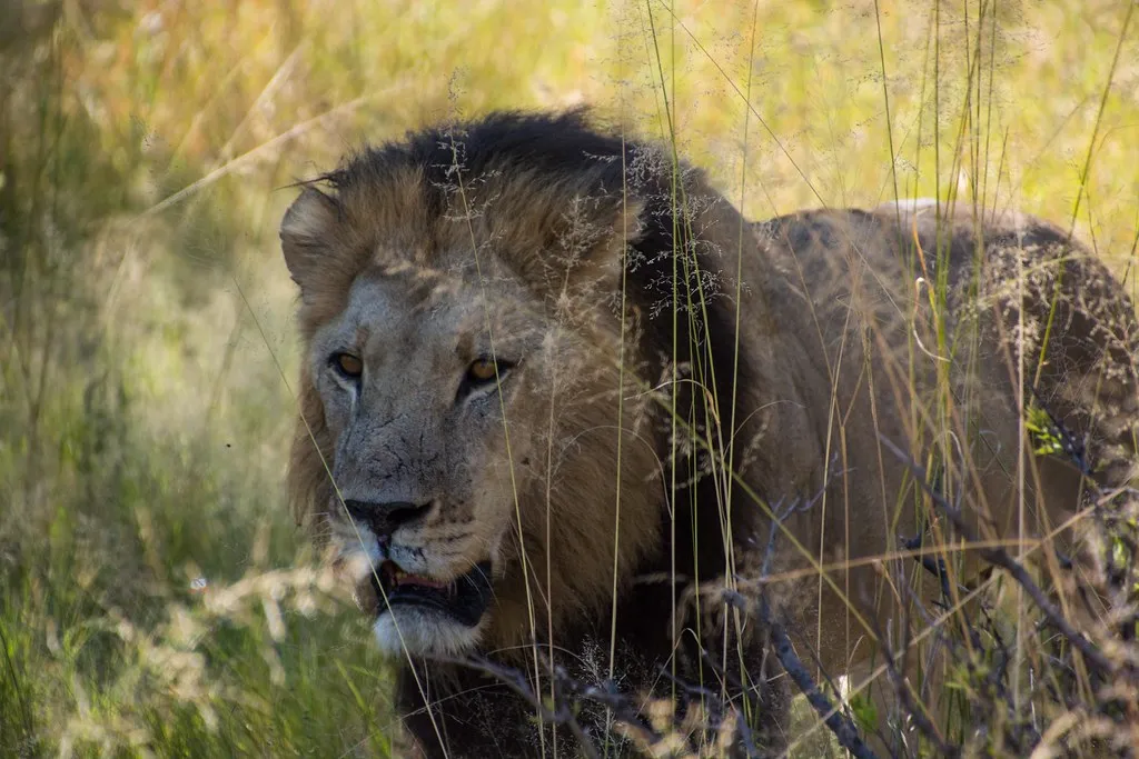 Lion - King Of His Territory