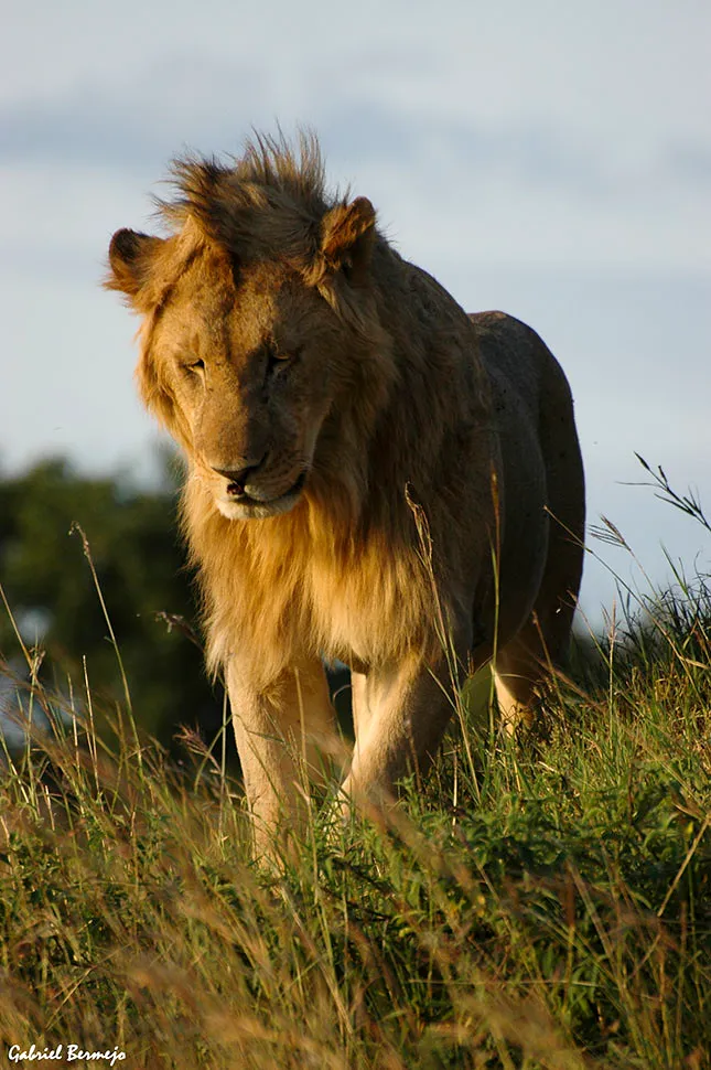 La luz del rey - Kenia