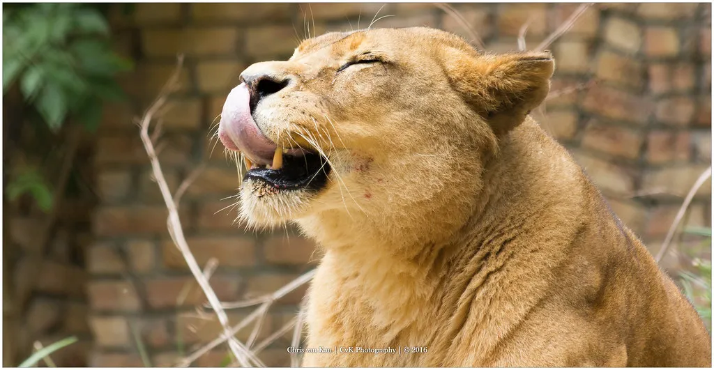 Hungry lioness, Amersfoort Netherlands