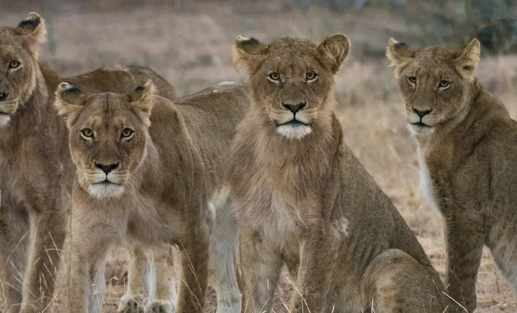 Lions, Kruger NP (explored 6/23/16)