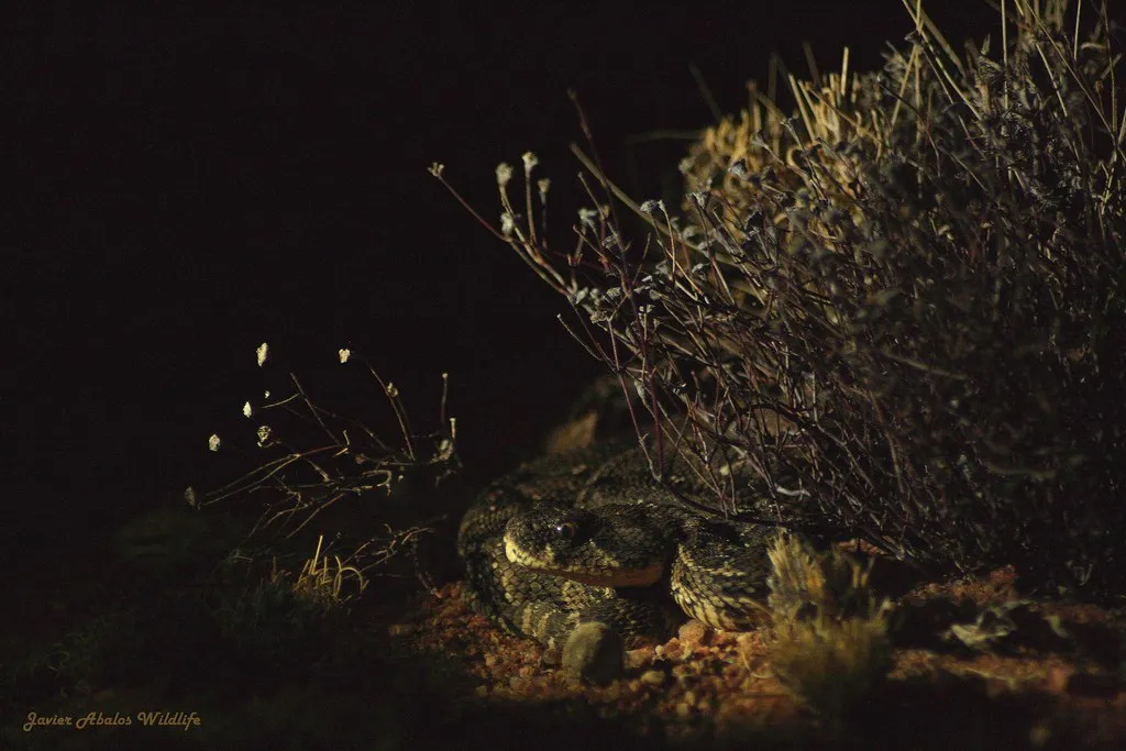 Poffadder in Goegap Nature Reserve (Namakwaland, South Africa)