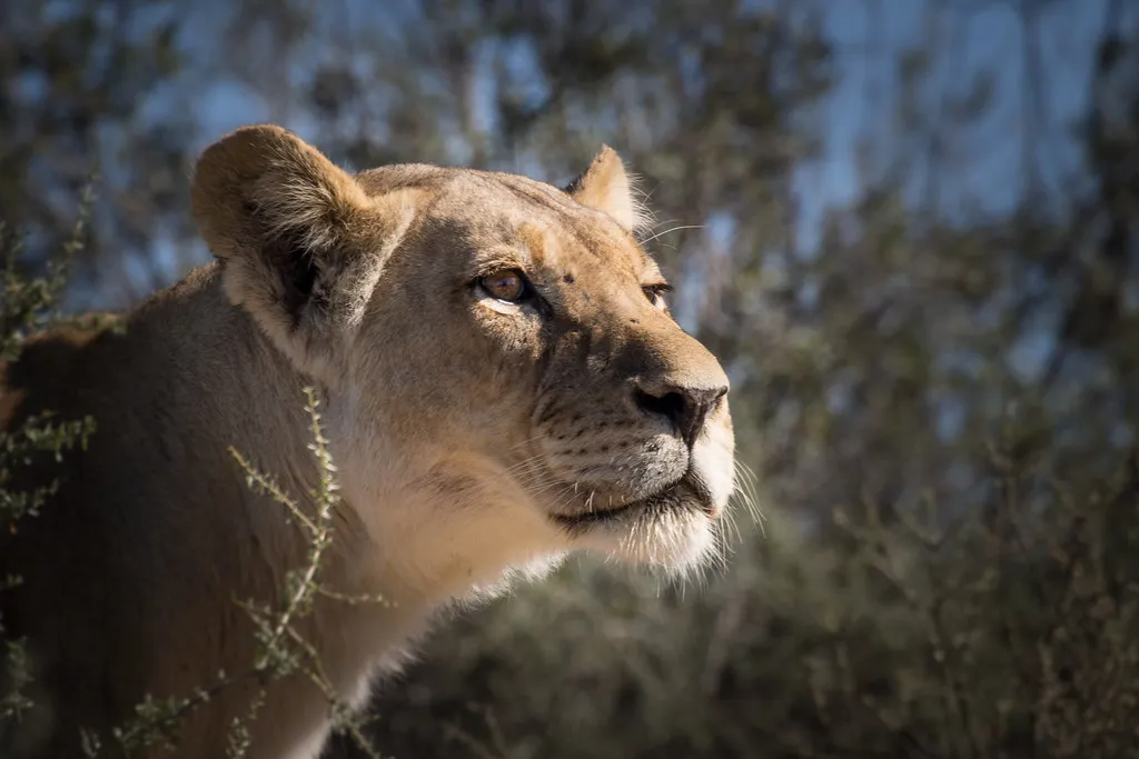 Lioness