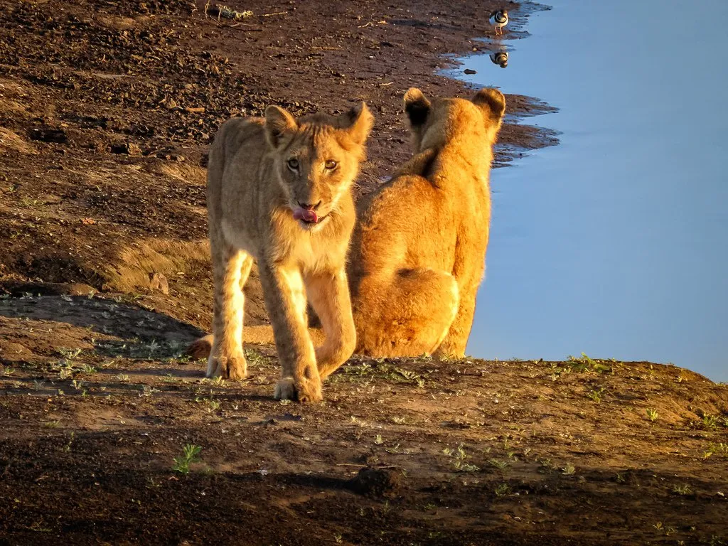 Lion Cubs