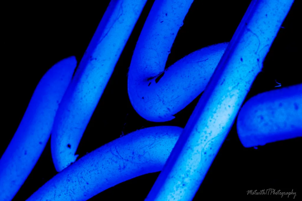 Blue Neon IMG_2753-1