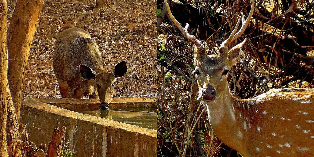 Nervous Nilgai or Chatty Chital ;;-) Wildlife . YÄ›shÄ“ng DÃ²ngwÃ¹ . Fauna Silvestre . à¤µà¤¨à¥à¤¯à¤œà¥€à¤µ . Animais Selvagens