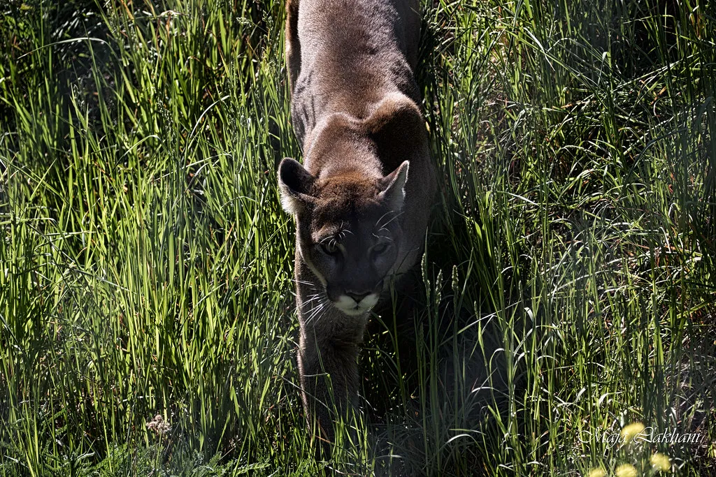 Cougar-beauties of this world