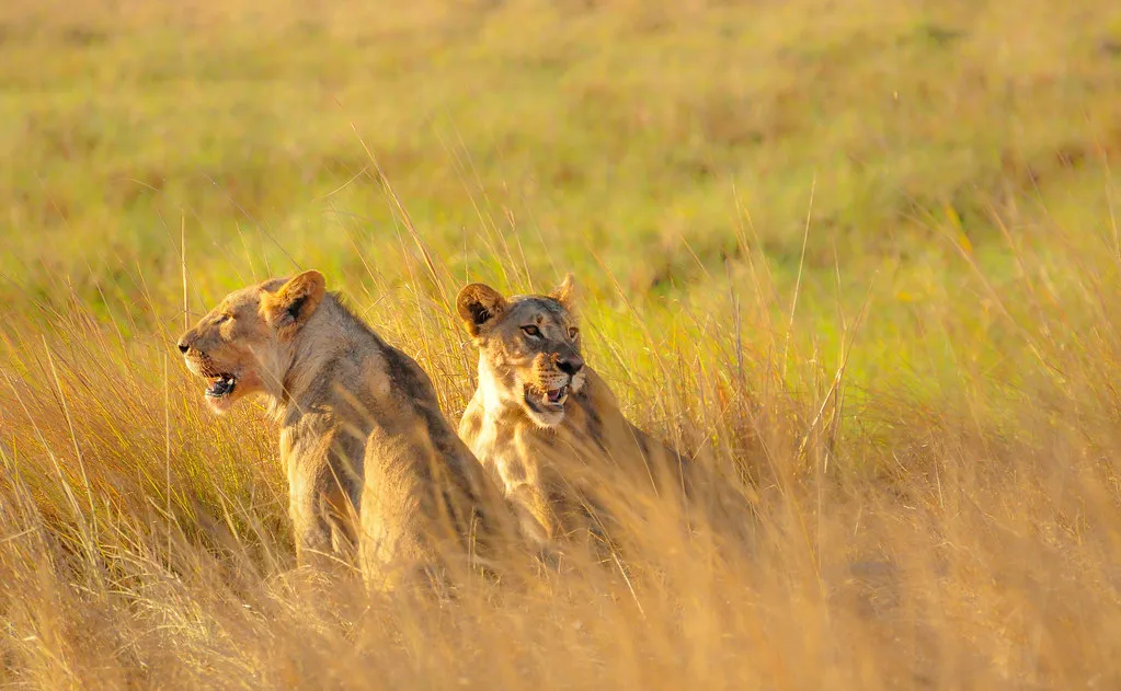 Sisterhood, Chobe National Park, Botswana