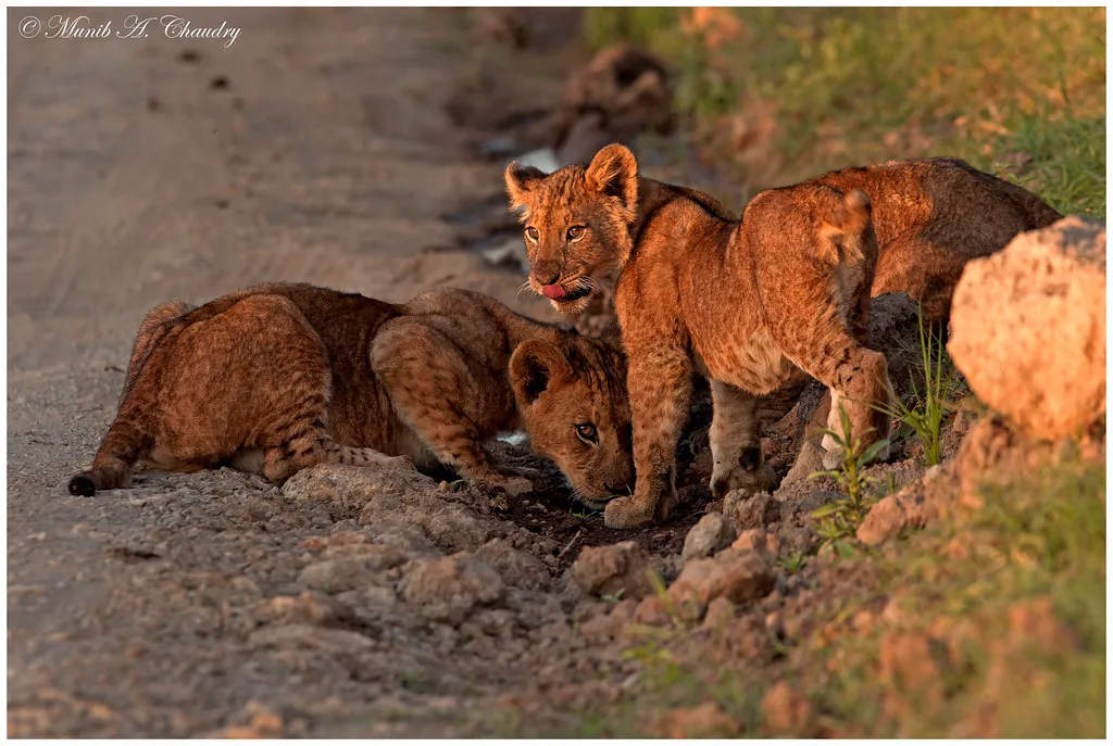 Thirsty Cubs!