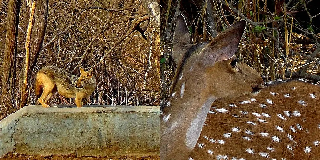 Jumpy Jackal or Chary Chital :-S Wildlife . YÄ›shÄ“ng DÃ²ngwÃ¹ . Fauna Silvestre . à¤µà¤¨à¥à¤¯à¤œà¥€à¤µ . Animais Selvagens