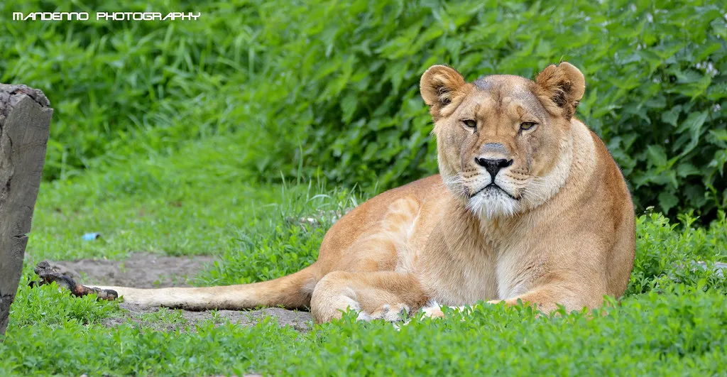 African lioness JJ - Olmense Zoo