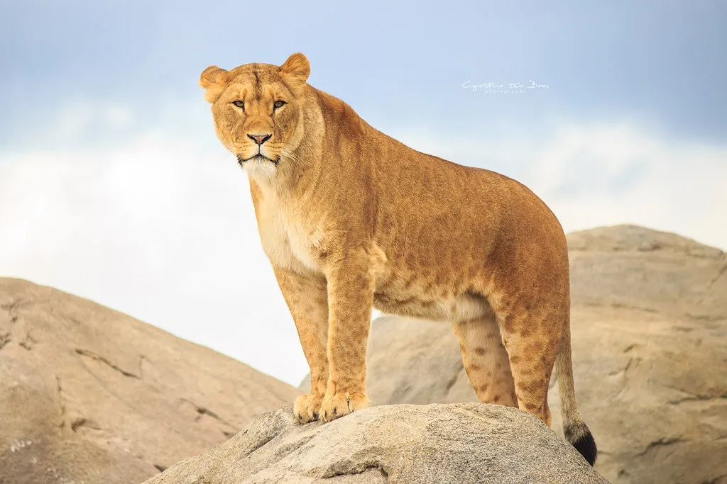 Beautiful african lioness