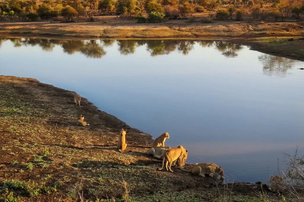 Lions at Nsemani Dam