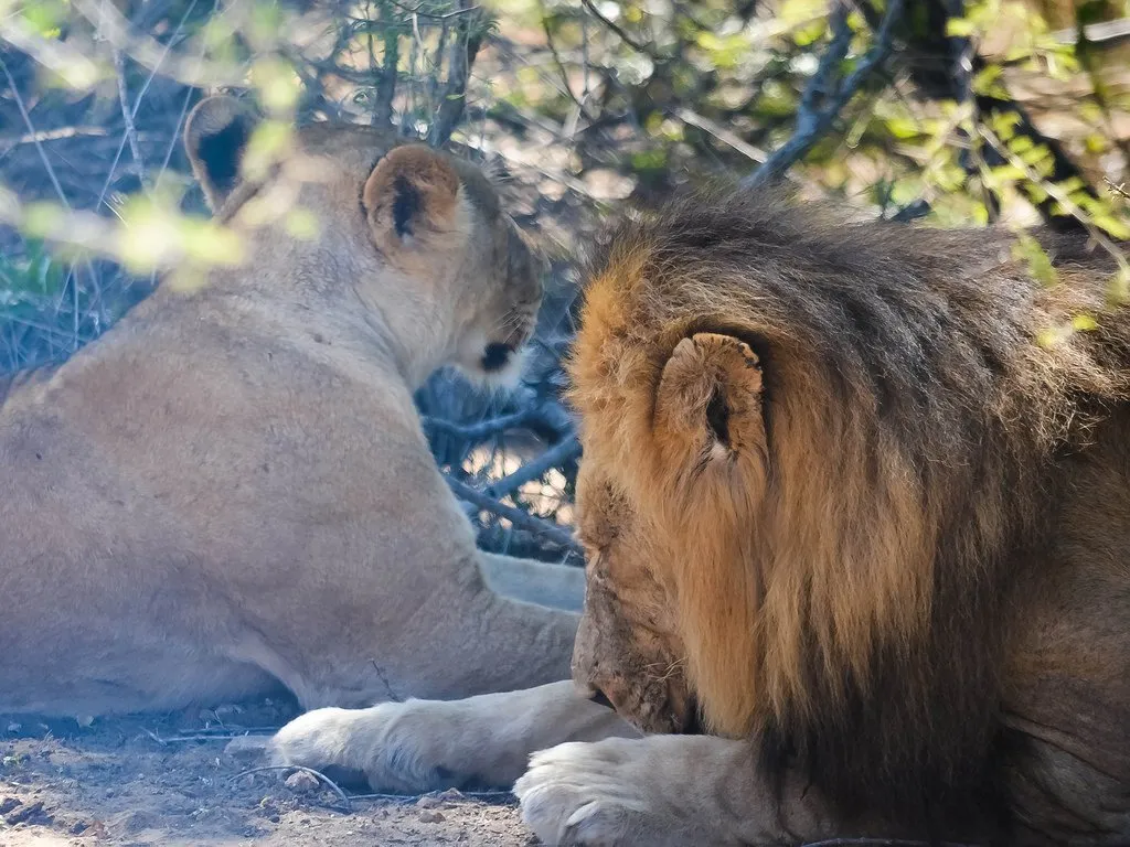 Lions In The WIld, South African Bush