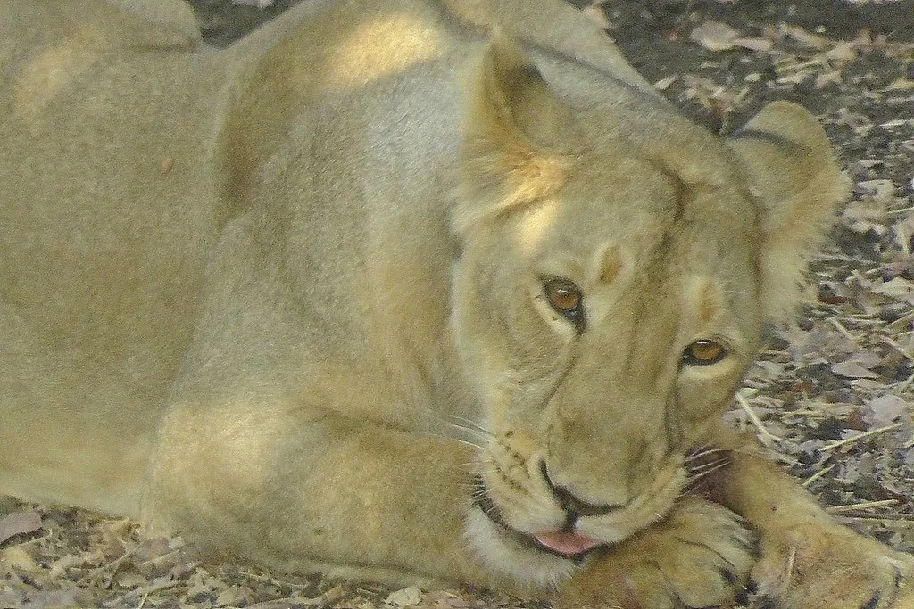 Lonely Lion Lounging in Lovely Light :-D Lion . ShÄ«zi . LeÃ³n . à¤¶à¥‡à¤° . LeÃ£o