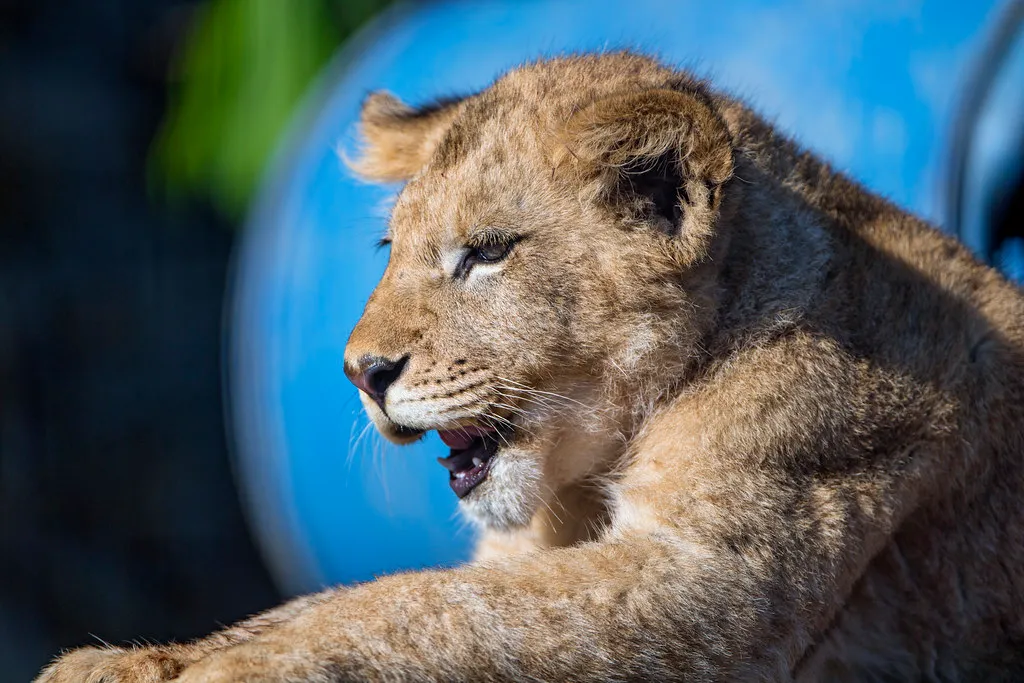 Profile of a lying cub