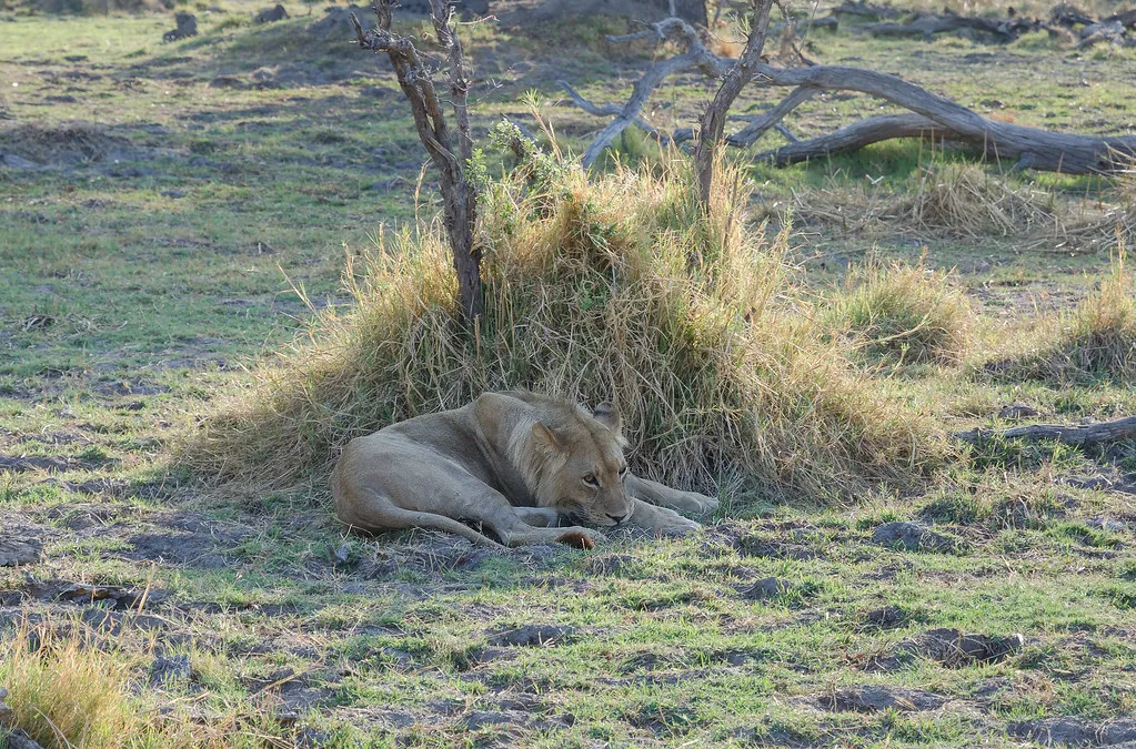 LÃ¶we / Lion