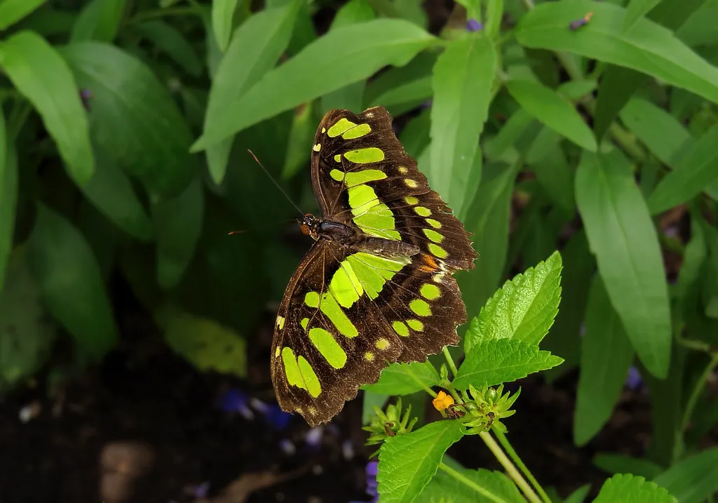 Malachite (Siproeta stelenes)