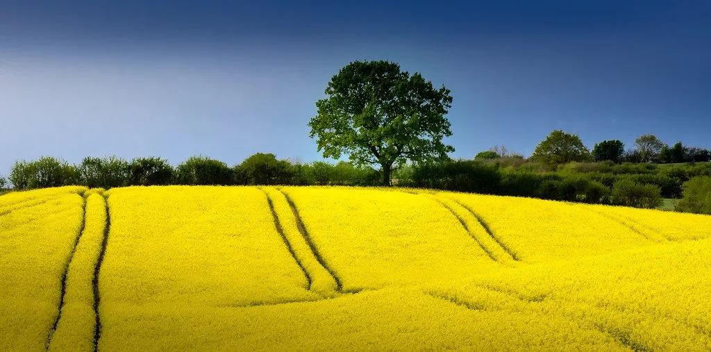 Paints of Yellow