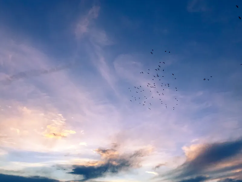 Common Starlings