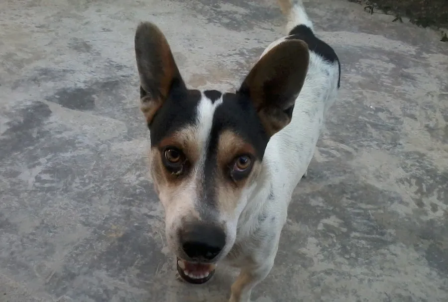 perro.jpg