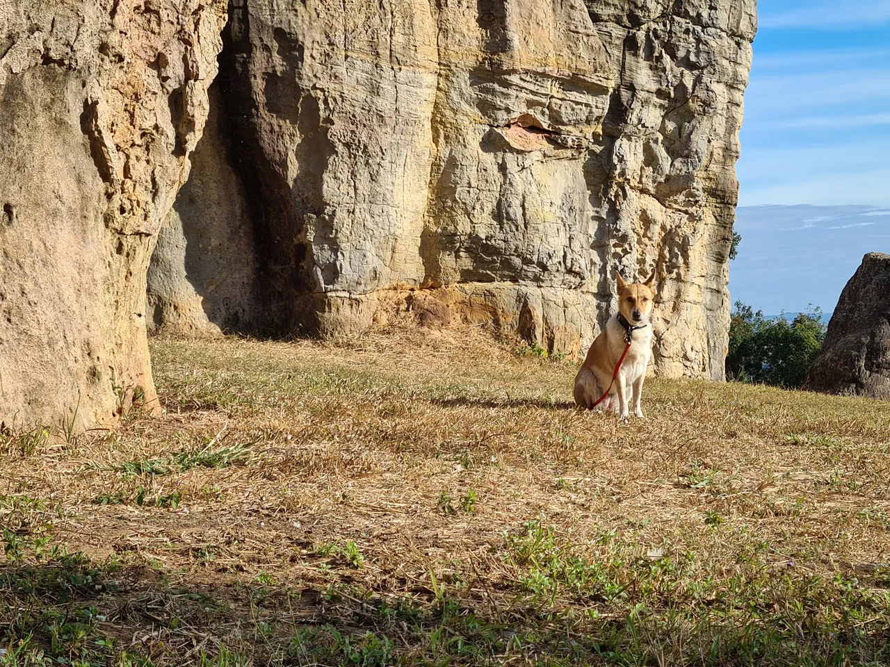 dog.jpg