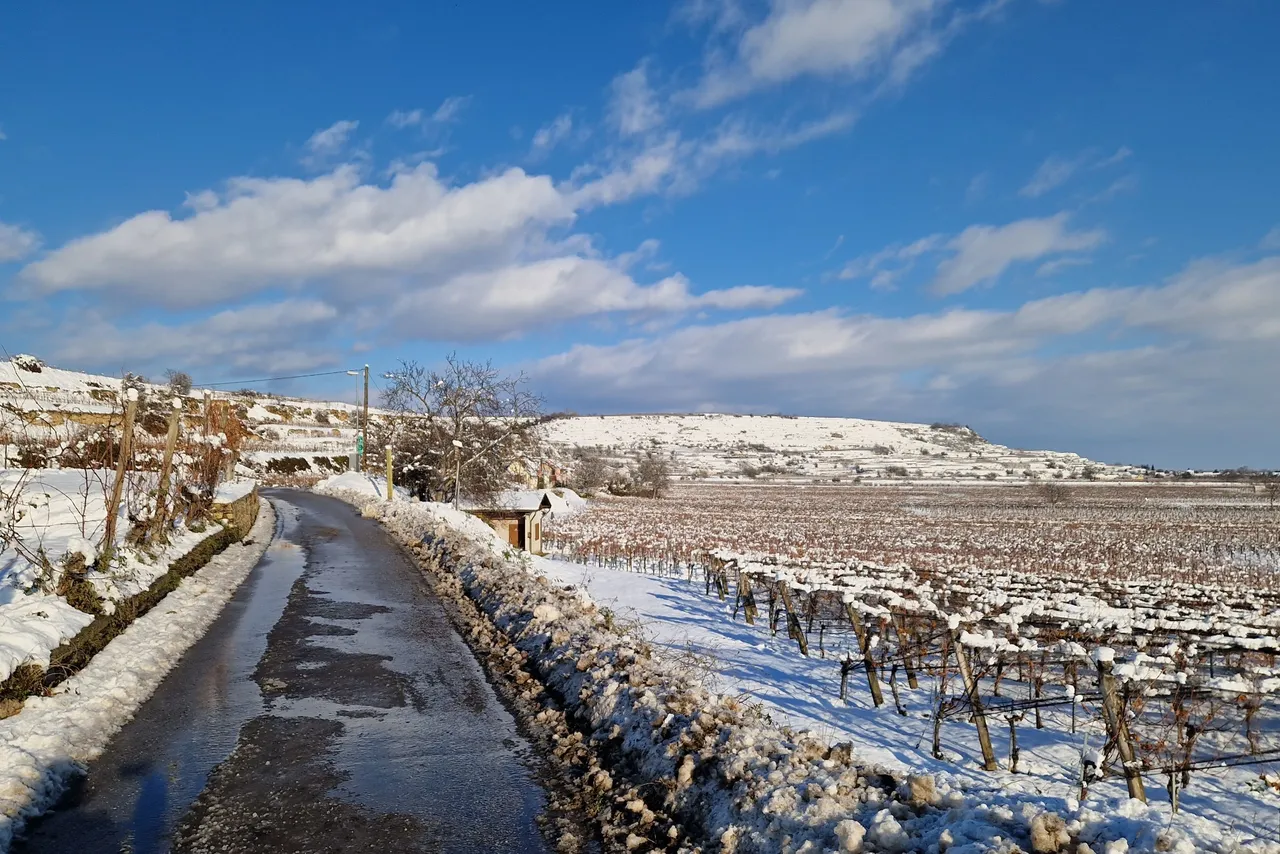 Vineyards