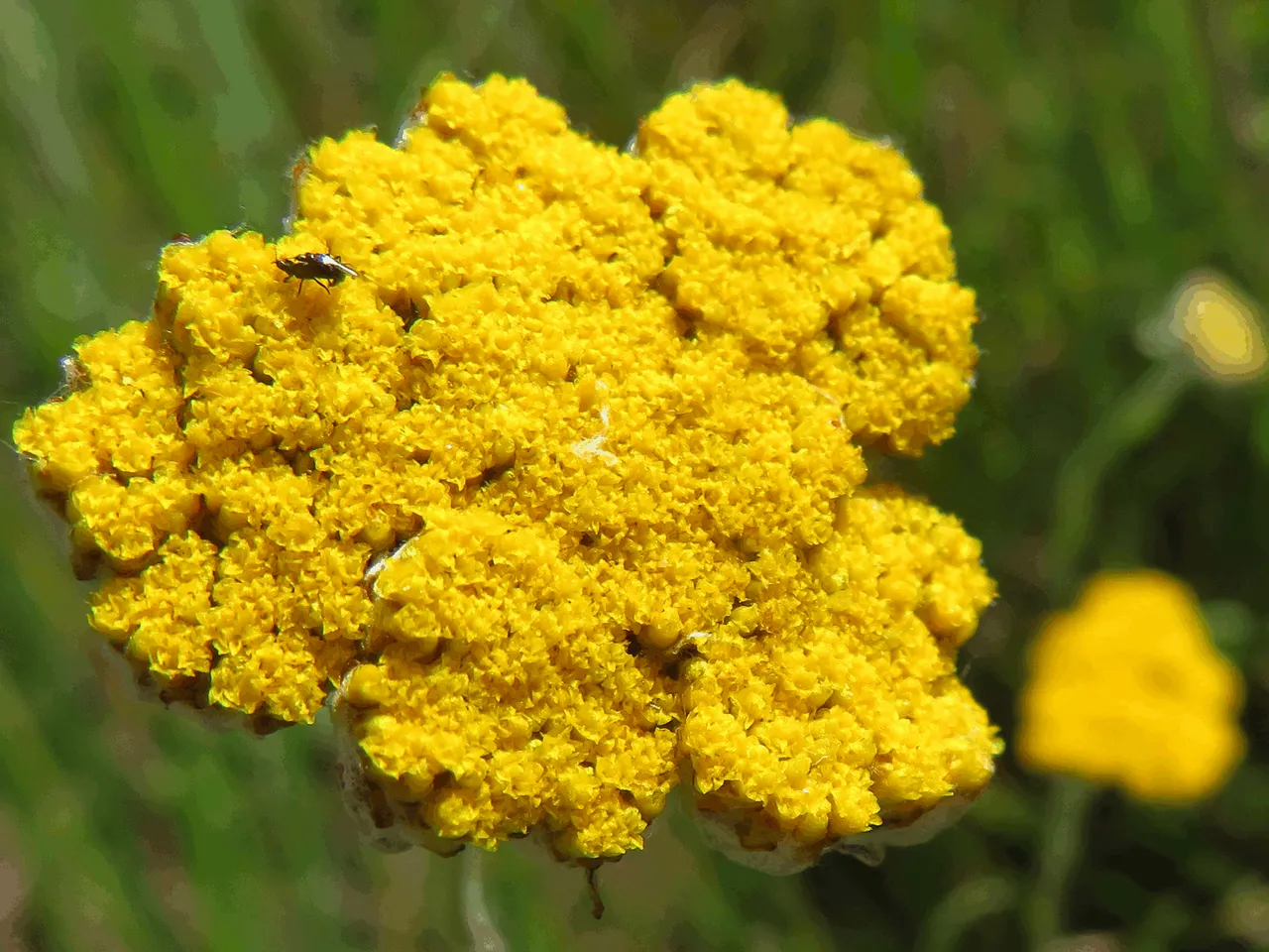 Yellow crassula Flower closeup