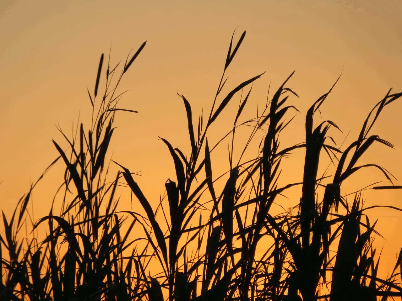 Sugarcane sunset