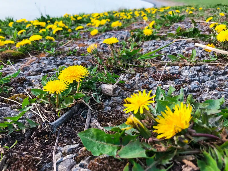 Flowers