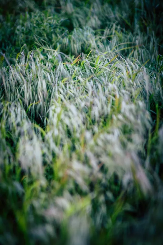 Grass_left