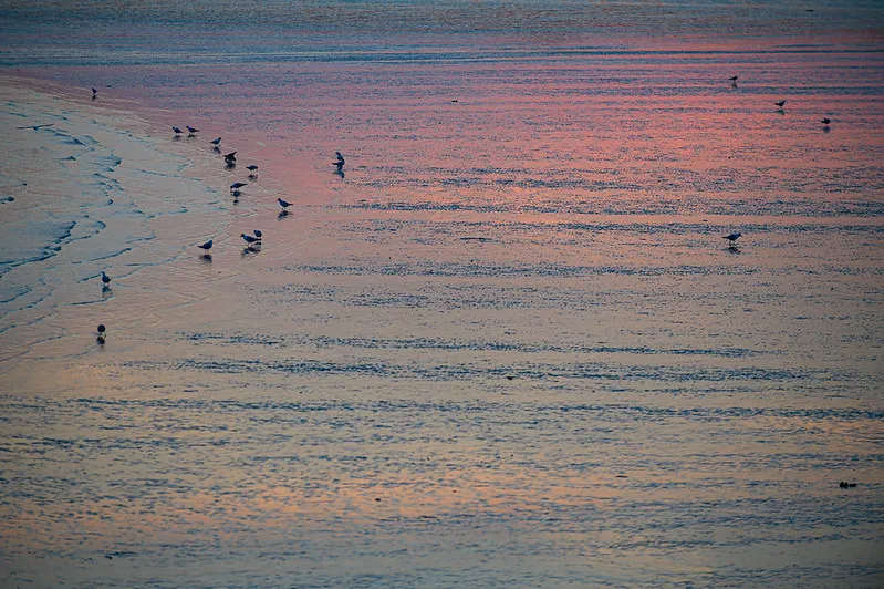 Birds by sunset