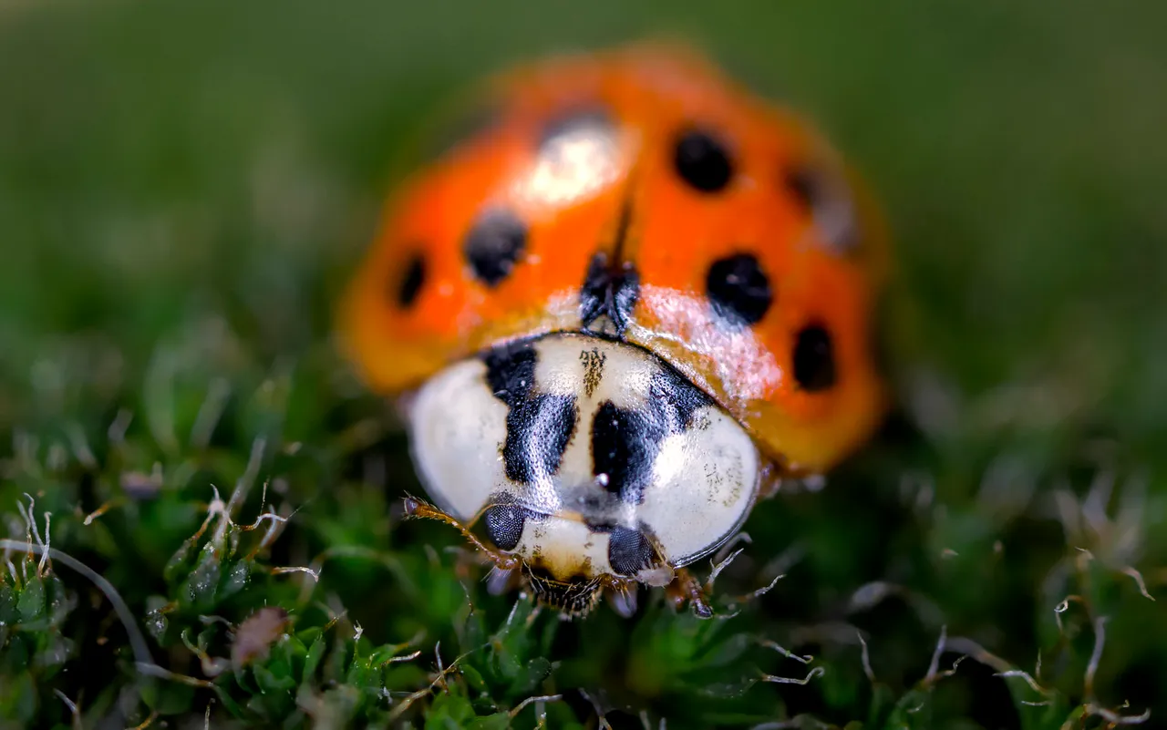 _IMG_1982  (80files)